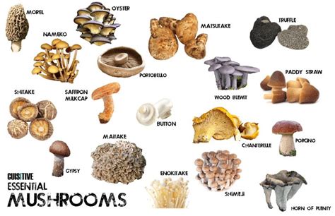 1000 Images About Mushrooms On Pinterest Hunts The Mushroom And