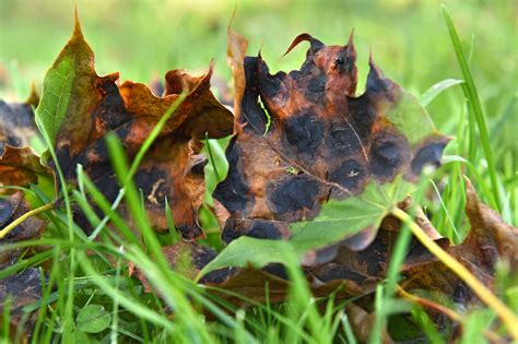 Fungal Diseases Strip Maple Trees In Capital Region Times Union