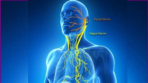 The Vagus Nerve And How Important Is It To My Overall Health