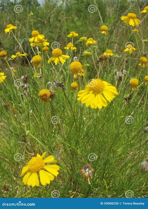 Field Of Yellow Daisies In Wooded Area Stock Photo Image Of Grass