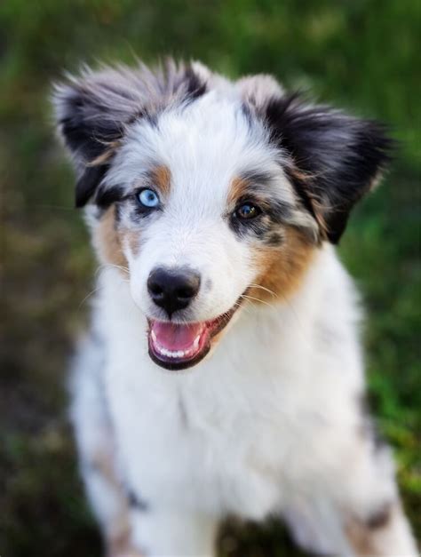 Mini Australian Shepherd Guide Puppies Popularity Size And More
