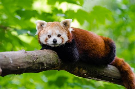 Kostenlose Foto Bokeh Tier Tierwelt Zoo Rot Säugetier Fauna