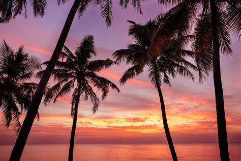 Palm Tree And Beautiful Sunset On Varkala Black Beach Kerala India