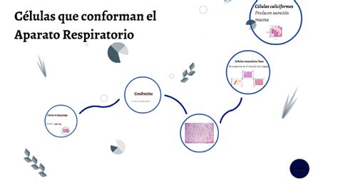 Células Que Conformar En Aparato Respiratorio By Juann Portela On Prezi