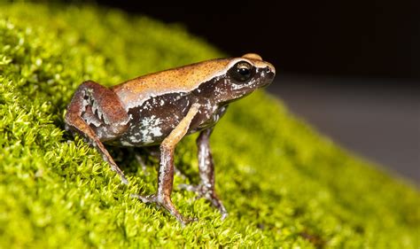 A 'mysterious' new frog species with hidden spots and an insect-like call