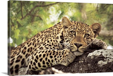 Leopard Panthera Pardus Lying In Tree Wall Art Canvas Prints Framed