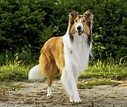 Nieuwe ‘Lassie’ doet de geest van het origineel eer aan - NRC