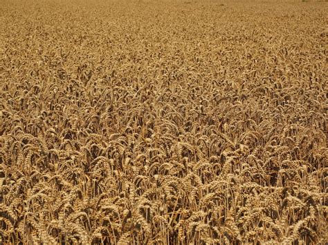 Wheat Field Cornfield Many · Free Photo On Pixabay