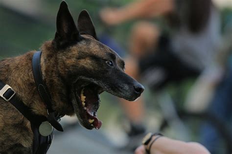 ¿qué Tengo Que Saber Sobre Mordidas De Perro Abogada Gardner