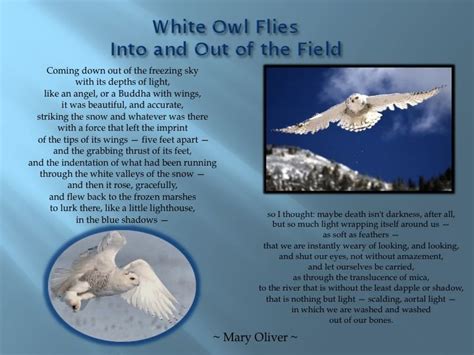 White Owl Flies Into And Out Of The Field Mary Oliver White Owl