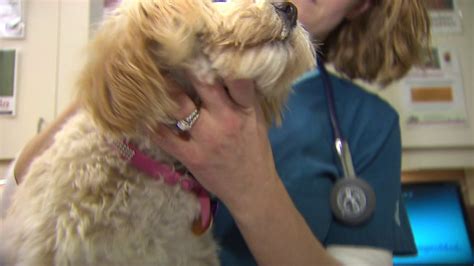 Dog Influenza Could Be On The Rise And Its Highly Contagious