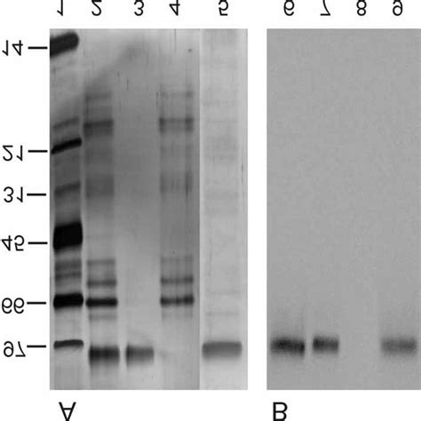 Characterisation of the canine urinary 100 kDa protein. A 100 kDa ...