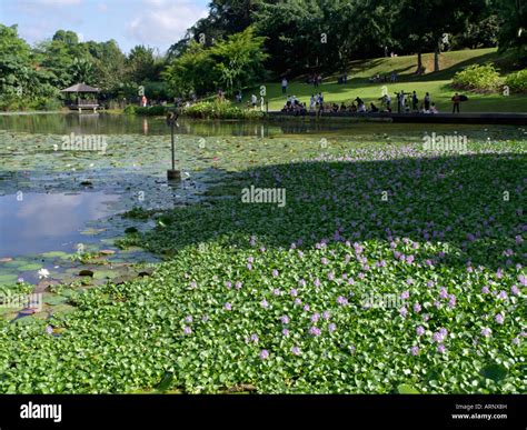 Water Hyacinth Eichhornia Crassipes On Symphony Lake Singapore