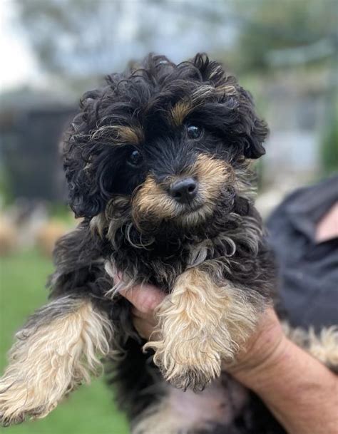 Silkypoo X Toy Poodle Female 1800 Dogs For Sale And Free To A Good