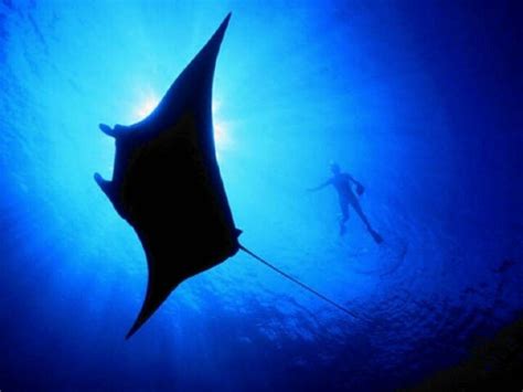 Pin By J♥ck¡£ On Deep Blue Sea ♥ Ocean Creatures Manta Ray Animals