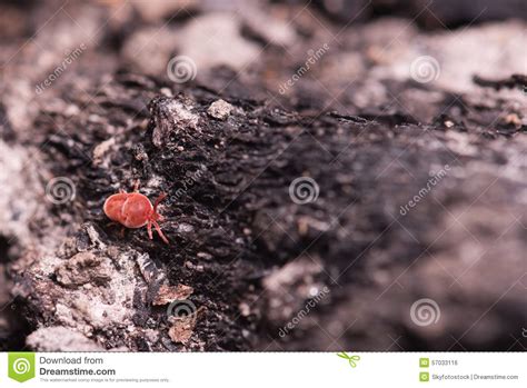 Red Tick On A Tree Stock Photo Image Of Parasite Nature 57033116