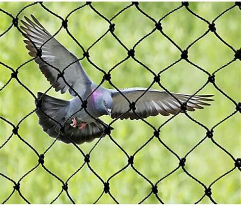 Anti Bird Net Installation Services Pigeon Nets And Spikes