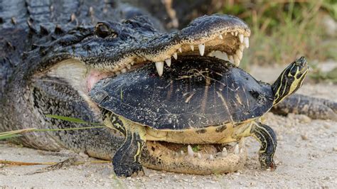 The Crocodile Tries To Destroy The Sturdy Shell To Eat The Turtle