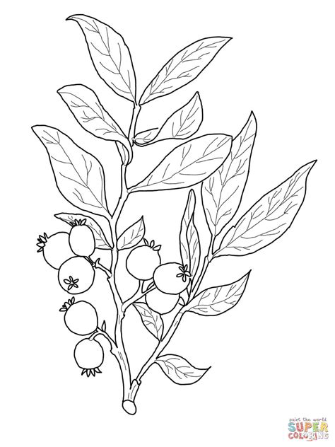 Download olive branch images and photos. Huckleberry Branch coloring page | Free Printable Coloring ...