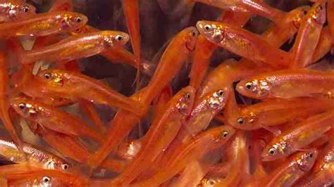 What Do Rosy Red Minnows Eat