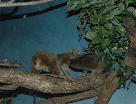Here are 2 possible meanings. 夜行性動物プロデュースその3｜オフィシャルブログ｜東山動植物園