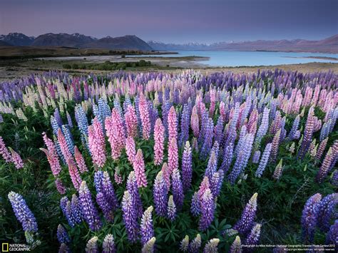 Landscapes Nature Flowers New Zealand Lakes Lupine