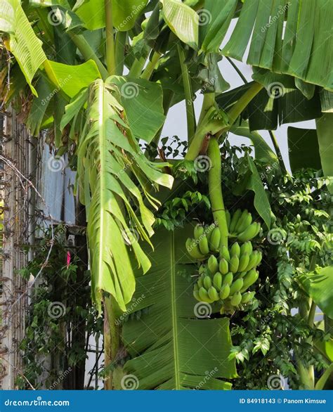 Banana Tree With A Bunch Growing In A Tropical Rain Forest One Of The