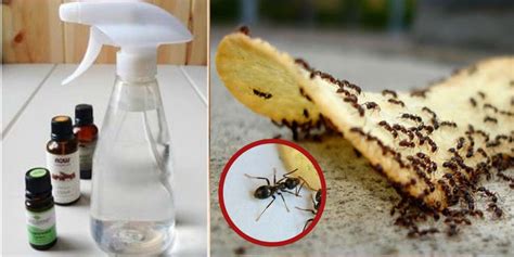 Como se livrar das formigas especialistas ensinam três truques baratos