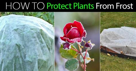 Frost Protection How To Protect Plants From Frost