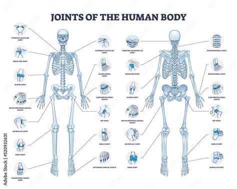 Labeled Joints Human Body