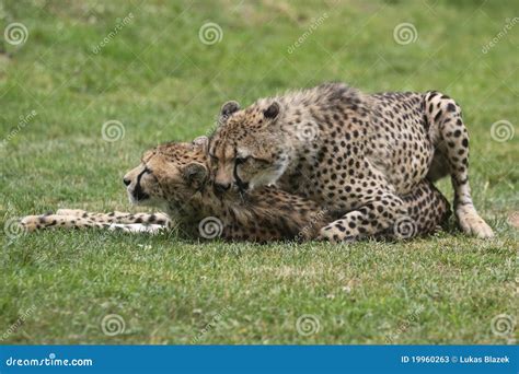 Mating Cheetahs Stock Image Image Of Wild Predator 19960263