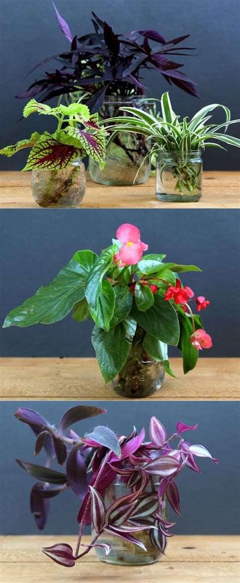 Grow Beautiful Indoor Plants In Water So Easy Water