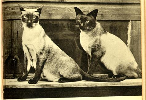 Siamese History And Thai Or Old Style Siamese