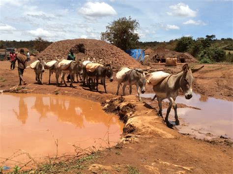 Help Poor Working Donkeys At Local Gold Mines Globalgiving