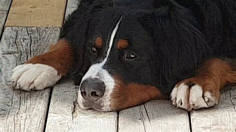 Max Our Bernese Mountain Dog With Close Up Youtube