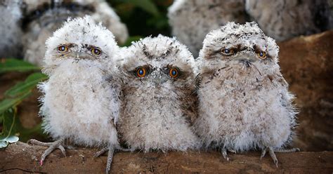 The Worlds Cutest Owl Look Alike Is The Tawny Frogmouth 15 Pics