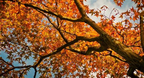 8 Different Kinds Of Maple Trees In Iowa Progardentips