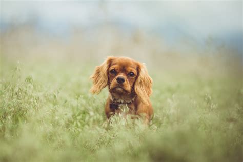 Free Images Puppy Cute Pet Vertebrate Dog Breed Cavalier King