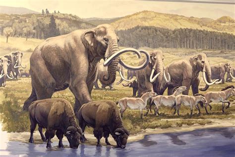 Prehistoric Colombian Mammoths And Steppe Bison Mingling At A Waterhole