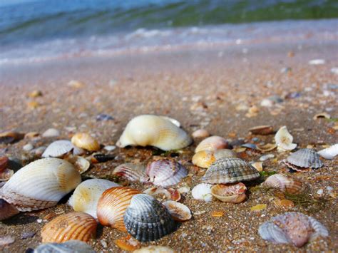 The 12 Best Shelling Beaches In Florida Travel With A Plan