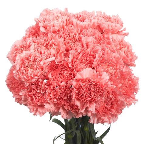 Globalrose Fresh Pink Carnations 100 Stems Carnations Pink 100 The