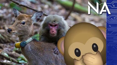Monkeys Are Having Sex With Deer In Japan Youtube