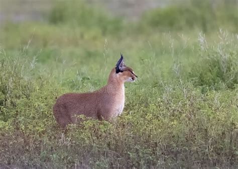 Caracal Hunting In The Ngorongoro Crater Stock Photo Image Of