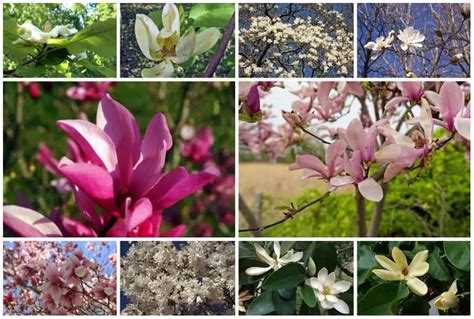 10 Elegant Magnolia Trees For Usda Zone 5
