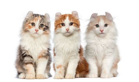 We're disappointed that we don't bond one clue to the cat's image may come from how they were domesticated in the first place. All You Need to Know About American Curl Cats | Pretty ...