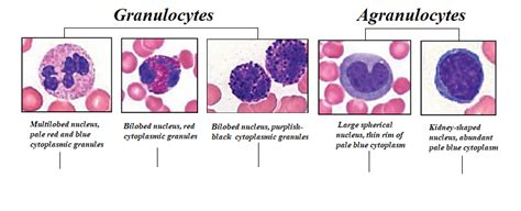 Bio 169 Blood Leukocytes Diagram Quizlet