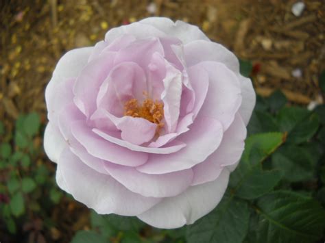 Daily Glimpses Of Japan Japanese Roses Flower Fantasia Park Noda