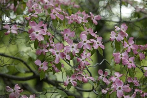 5 3/4 tree photographed on july 12, 2021 how to care: The Types of Flowering Trees in New England | eHow