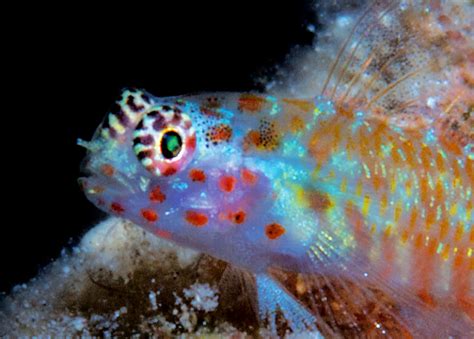 The Painted Face Dwarf Goby Is Your New Nano Species Of The Day Reef