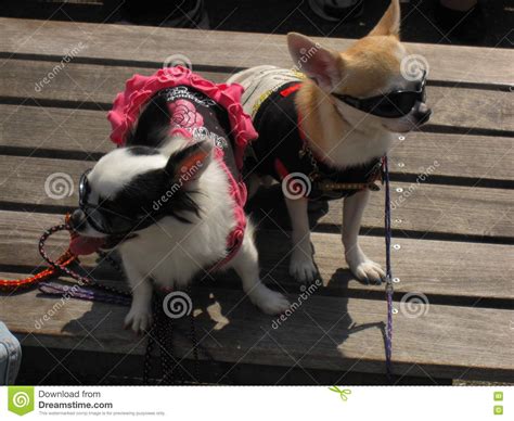 Due Piccoli Cani Della Chihuahua Vestiti Con Gli Occhiali Da Sole Immagine Stock Immagine Di